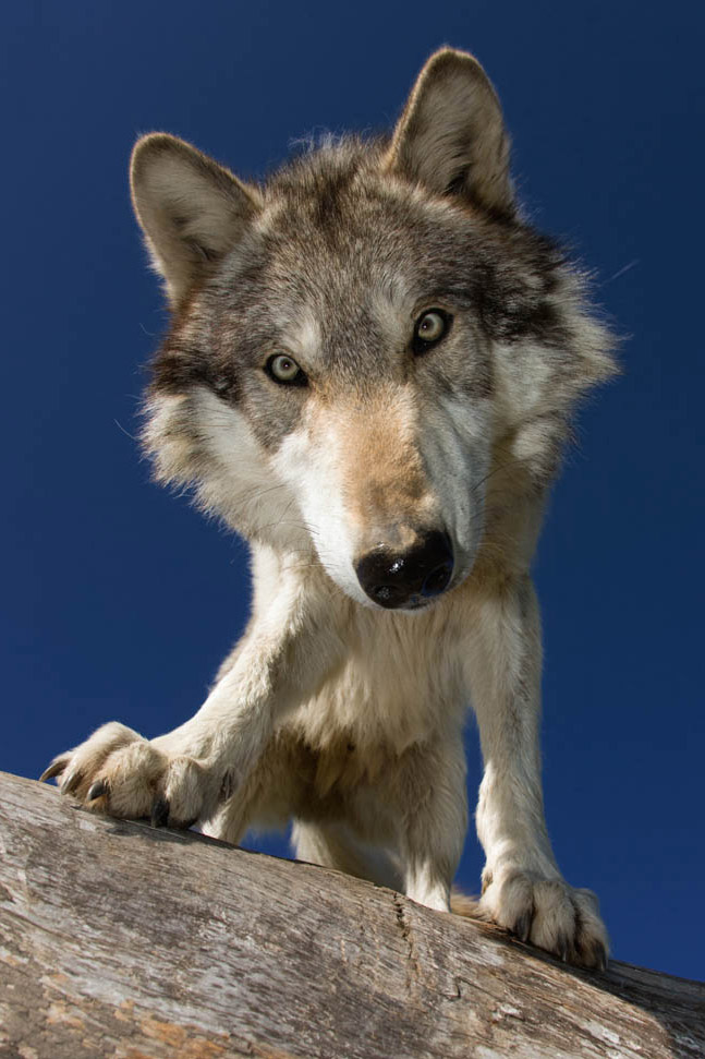 wolf staring into camera inquisitively