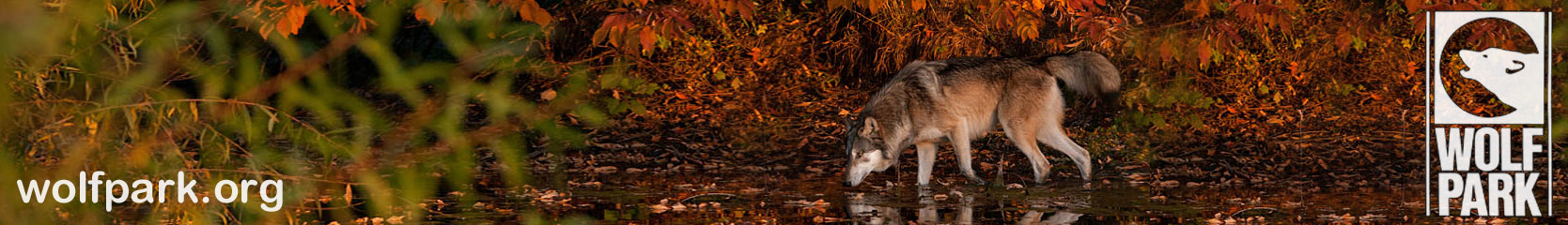 wolf drinks from stream